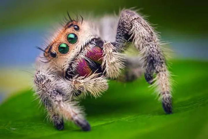 این هشت‌پاهای چهارچشم گوگولی دل کبکی‌ها را برده‌اند!